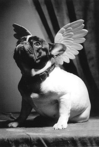 FUNNY PICTURES: Dog angel