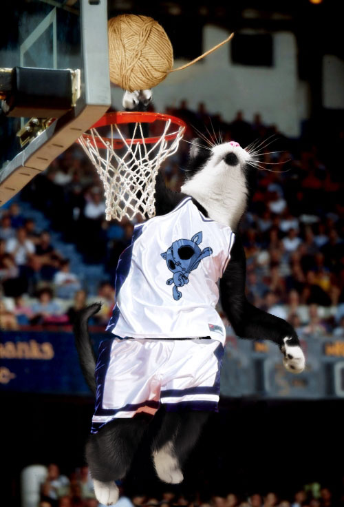 funny pictures catsbasketball jpg