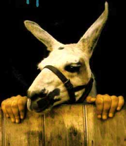 funny pictures llama jpg