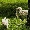 Show Cat Funny pictures