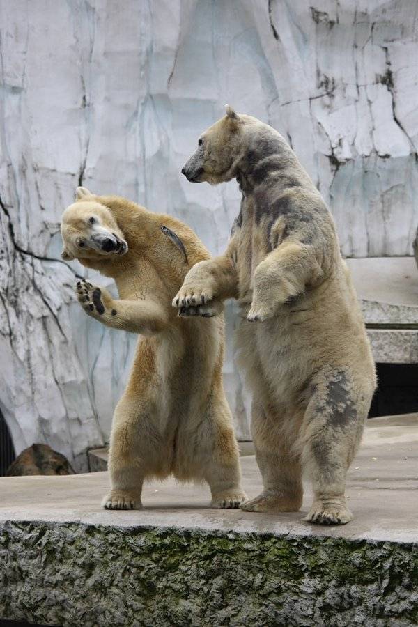 Animal Funny Pictures are you dancing?