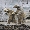Show Animal Funny pictures