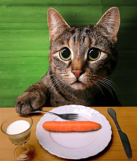 Cat Funny Pictures Cats diet.