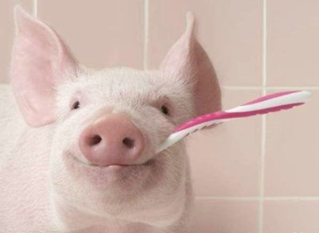 Animal Funny Pictures it's very clean pig.