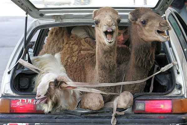 Animal Funny Pictures Taxi for camel
