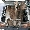 Show Animal Funny pictures