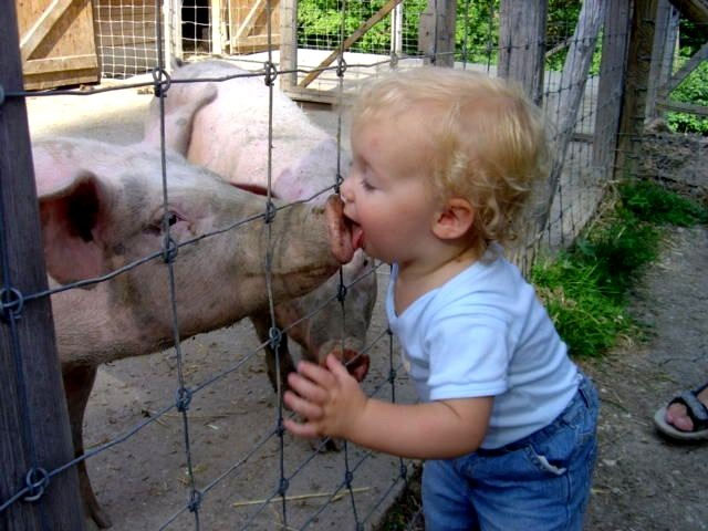 Animal Funny Pictures How swine flu spreads to humans.