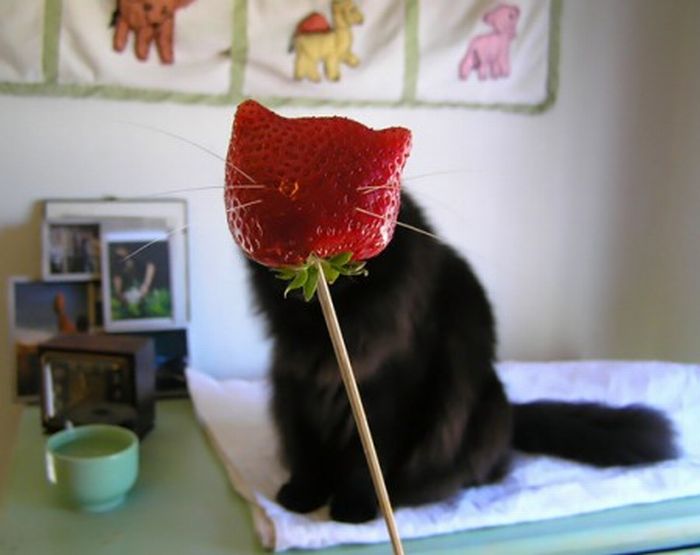 Cat Funny Pictures strawberry cat