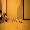 Show Cat Funny pictures