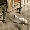 Show Cat Funny pictures
