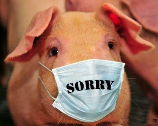 Animal Funny Pictures Swine flu