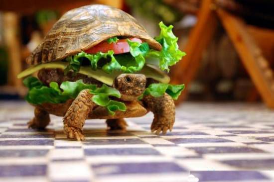 Animal Funny Pictures Hotturtle. New from Macdonald