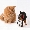 Show Animal Funny pictures