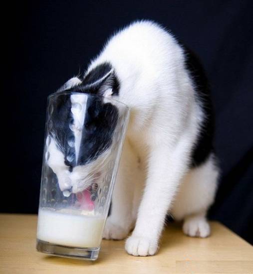 Animal Funny Pictures one day without milk