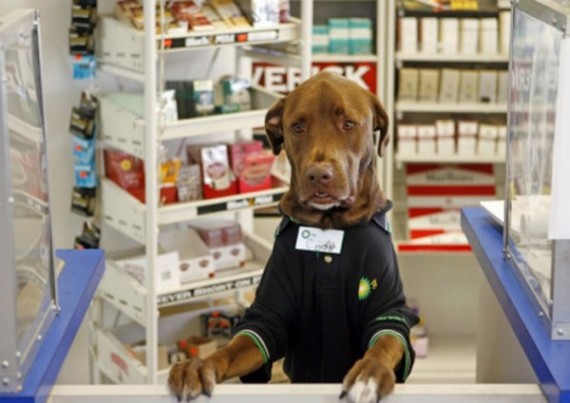 Animal Funny Pictures Drugstore...