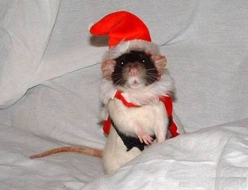 Animal Funny Pictures Mouse's Santa