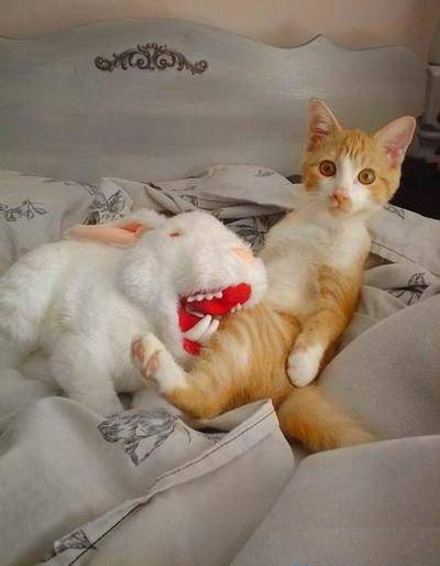 Cat Funny Pictures animals: habbit and cat