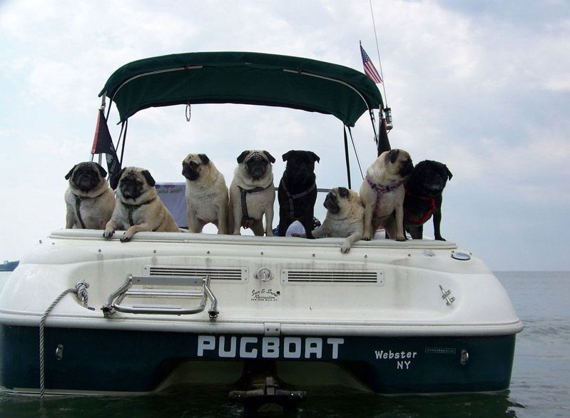 Dog Funny Pictures  The most accurately named boat I have ever seen