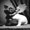 Show Dog Funny pictures