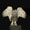 Show Animal Funny pictures