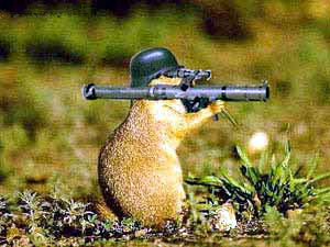 Animal Funny Pictures The military beaver