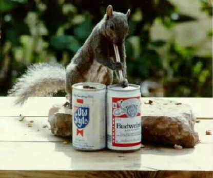 Animal Funny Pictures Squirrel of sense