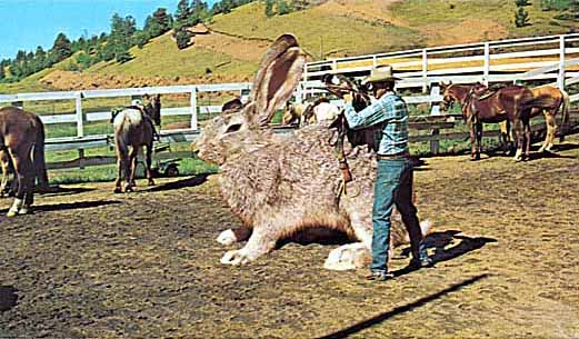 Animal Funny Pictures Very big rabbit