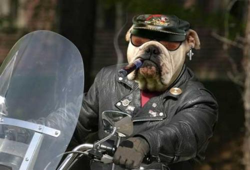 Dog Funny Pictures Dog - biker