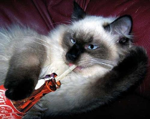 Cat Funny Pictures Always coca-cola