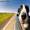 Show Dog Funny pictures