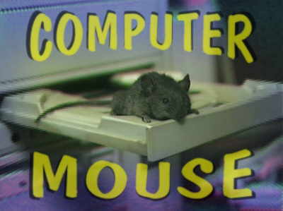 Animal Funny Pictures Real computer mouse