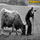 Show Animal Funny pictures