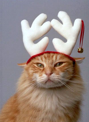 Cat Funny Pictures Santa Claus deer