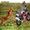 Show Animal Funny pictures