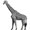 Show Animal Funny pictures