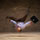 Show Man Funny pictures