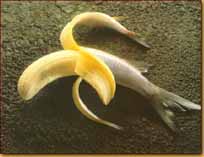 Animal Funny Pictures Banana-Fish