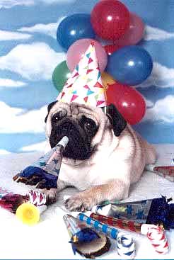 Animal Funny Pictures Happy birthday my little dog!