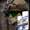 Show Clean Funny pictures