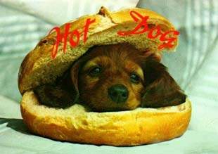 Dog Funny Pictures HotDog