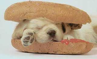Dog Funny Pictures Hot Dog 2