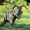 Show Animal Funny Pics