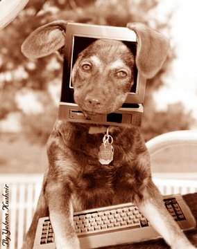 Dog Funny Pictures Do you need a little virtual friends?
