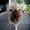 Show Cat Funny Pics