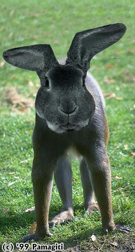 Animal Funny Pictures Rabbit-mutant