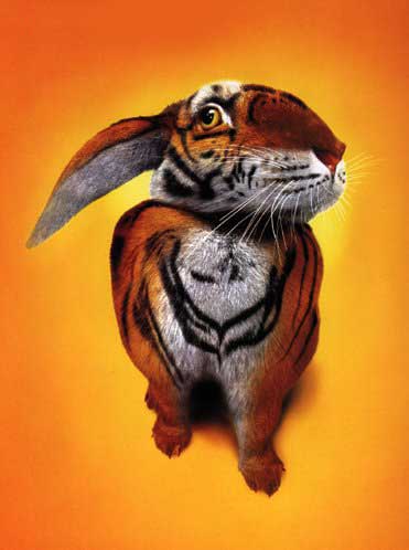 Animal Funny Pictures Rabbit-tiger
