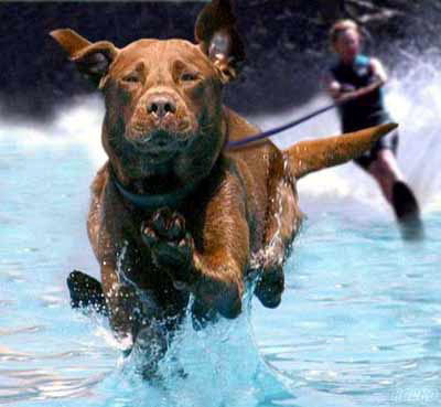 Dog Funny Pictures The Water Skis