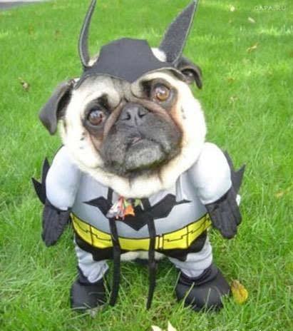 batman dog