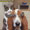 Show Animal Funny pictures