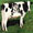 Show Animal Funny pictures